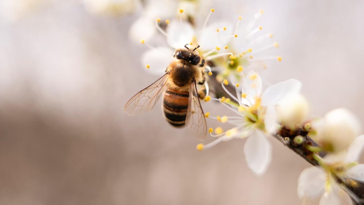 Api: arriva BeeDigit, un servizio cloud CREA